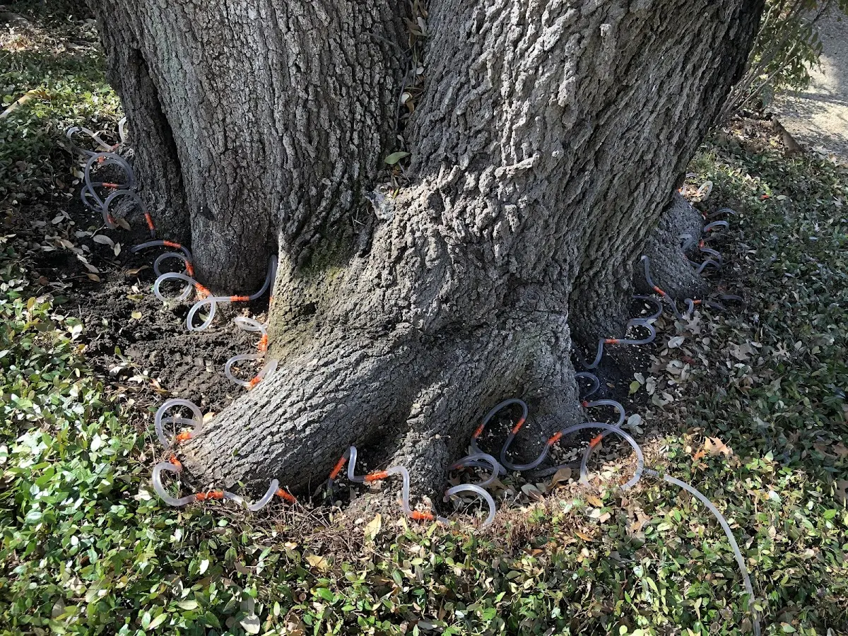 Detailed Tree Cabling and Bracing job site in Lincoln City