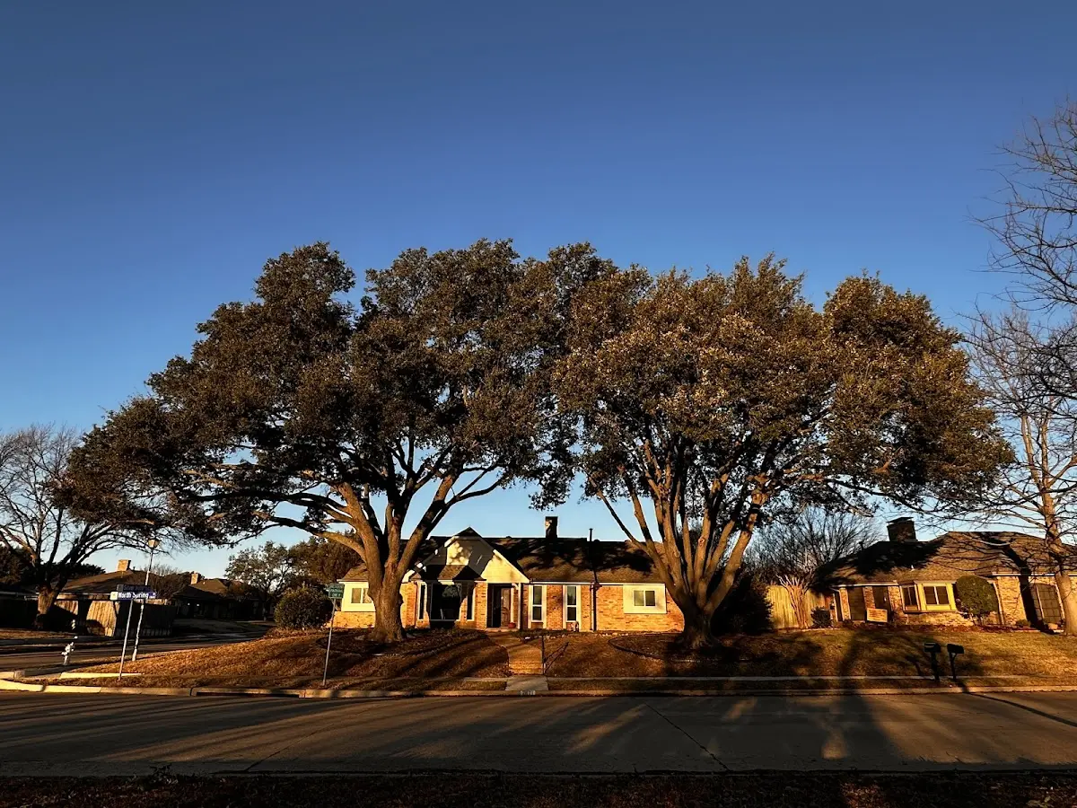 Established residential canopy tree shading a home in Lincoln City